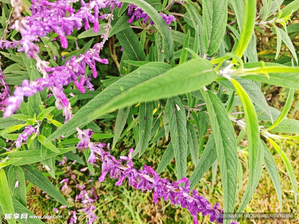 紫色穗狀花卉與綠葉