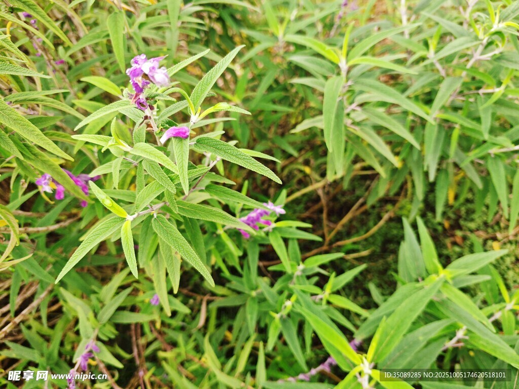 野外紫色小花與綠植