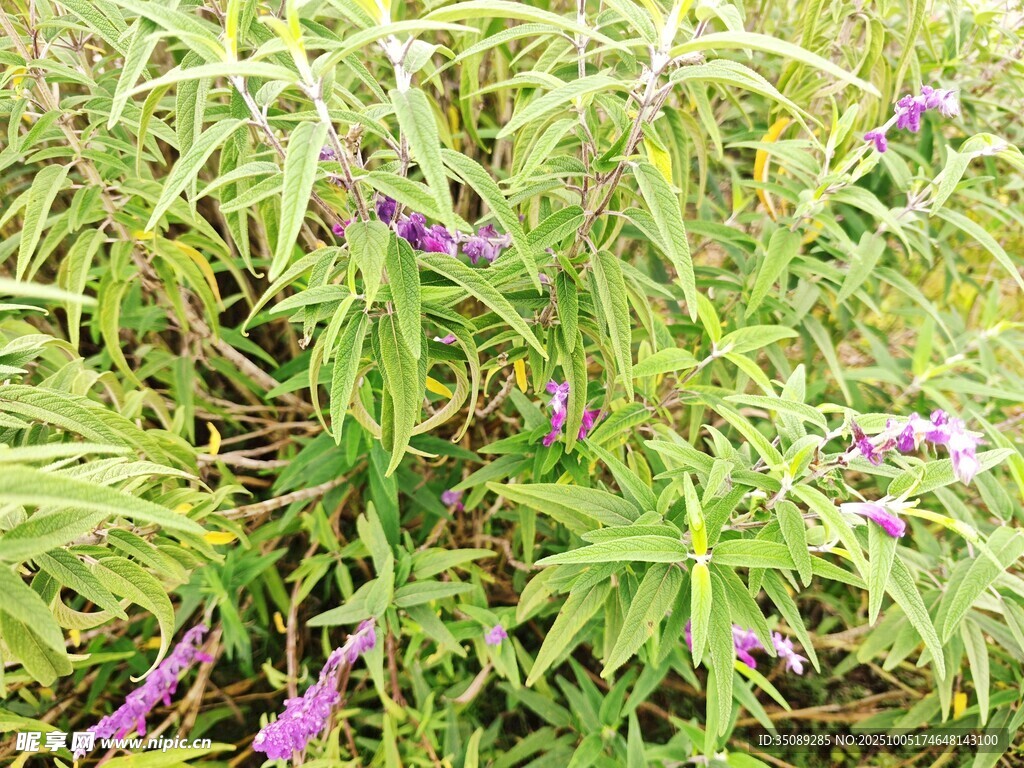 綠葉叢中的紫色花卉