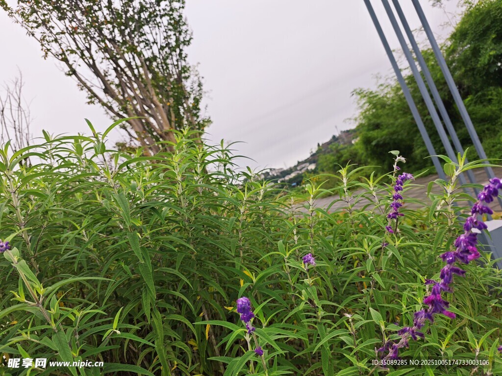野外繁茂花草與綠植景觀
