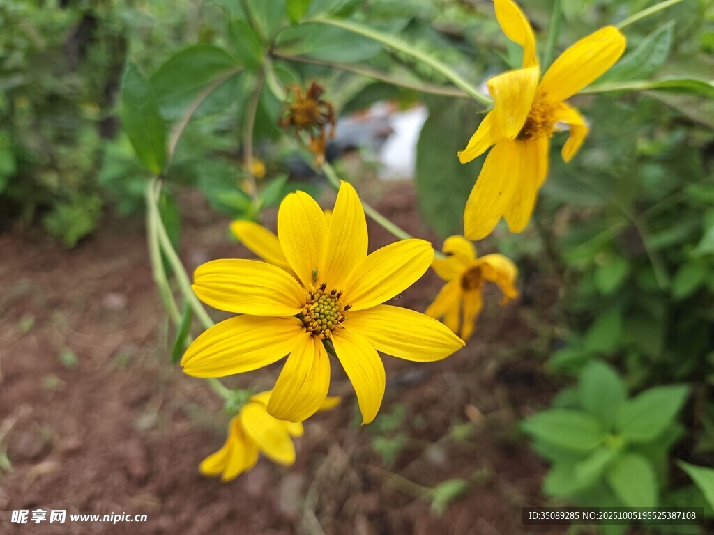 綻放的黃色小花