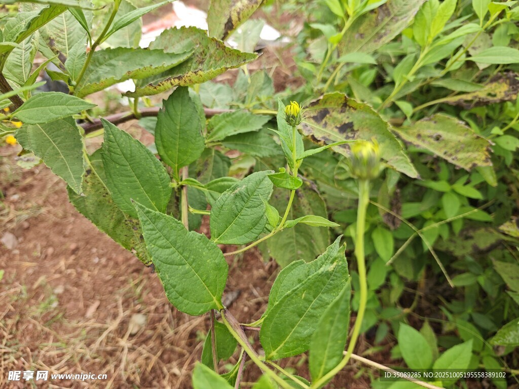 綠葉藤蔓植物特寫
