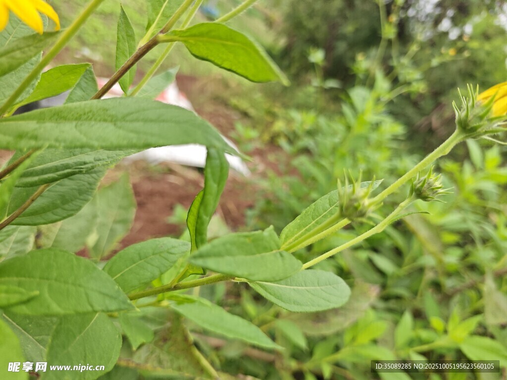 綠葉黃花的清新植物景象