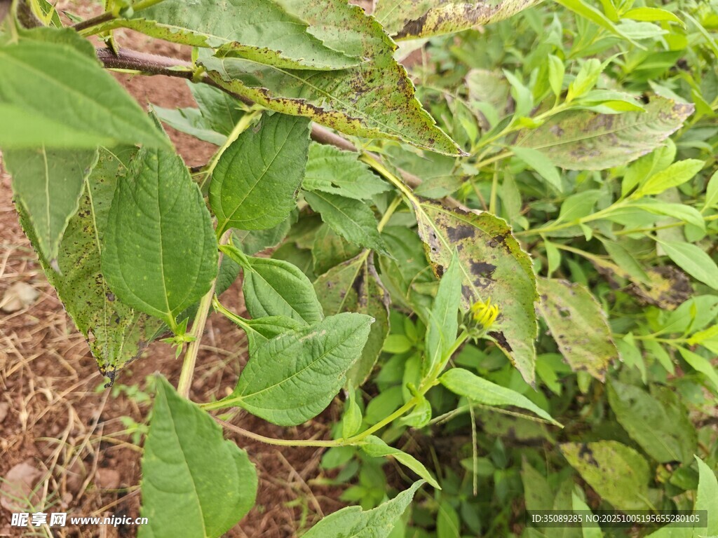 綠葉繁茂的植物景象
