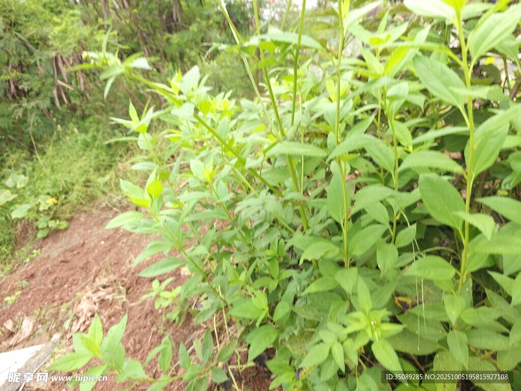 綠意盎然的野外植物景觀