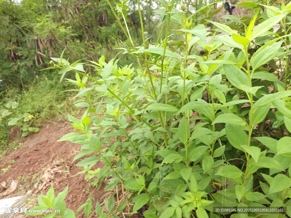 綠意盎然的戶外植物景觀