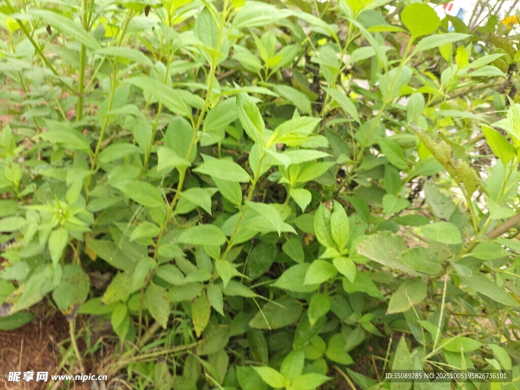 茂盛的綠色植物