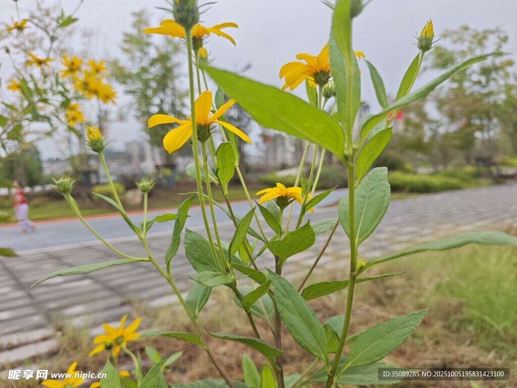 路邊綻放的黃色小花