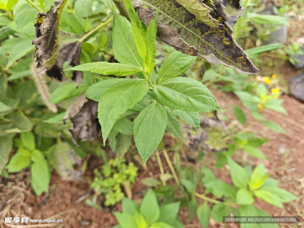 綠葉植物特寫