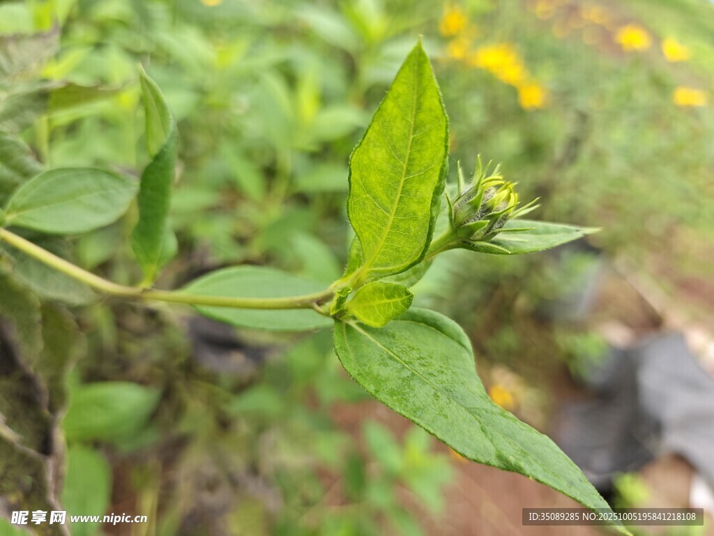 嫩綠植物特寫