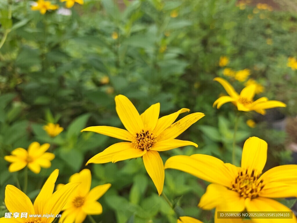 綻放的黃色小花