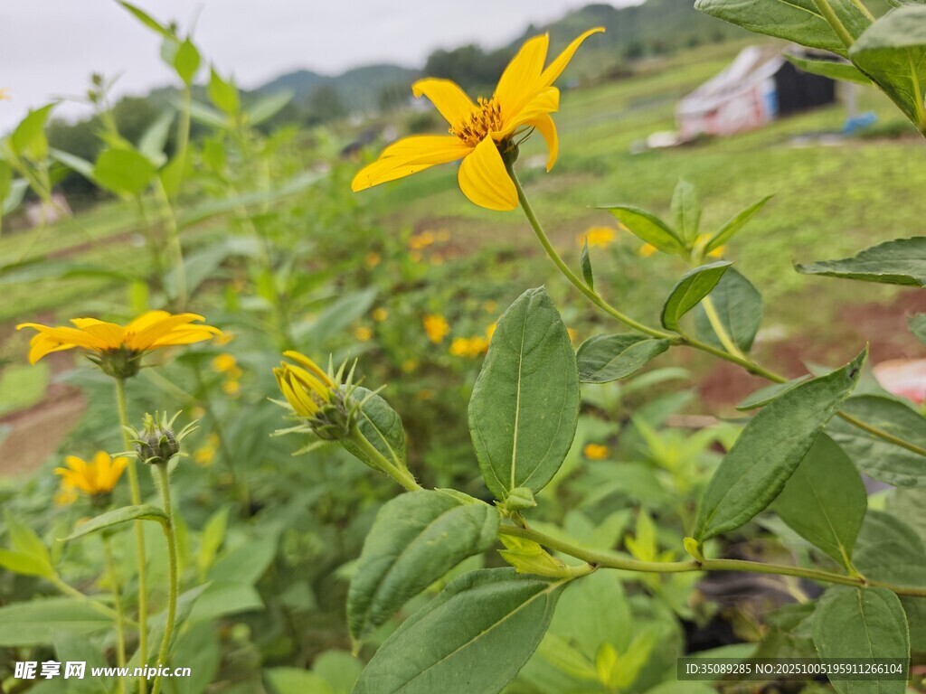 田野中的燦爛黃色小花