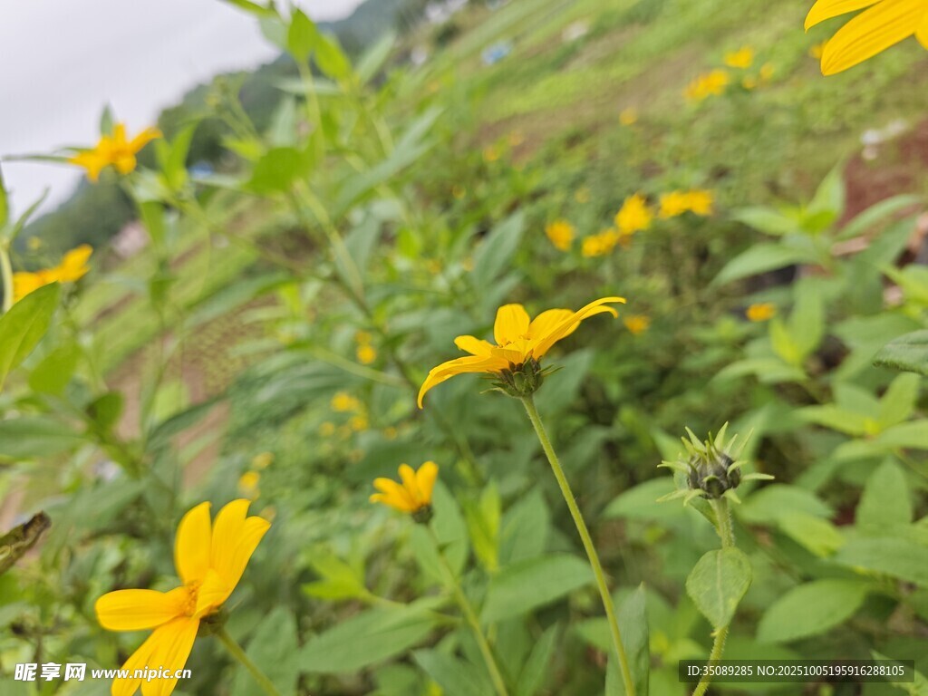 田野中的黃色小花綻放
