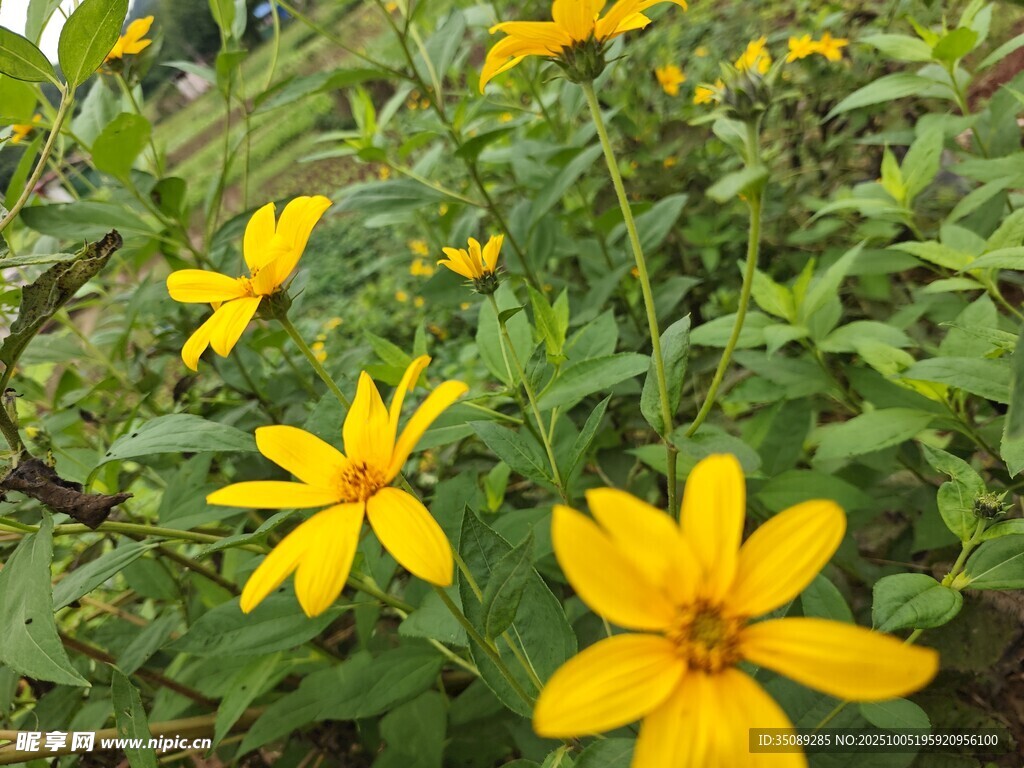 黃色小花綻放綠葉間