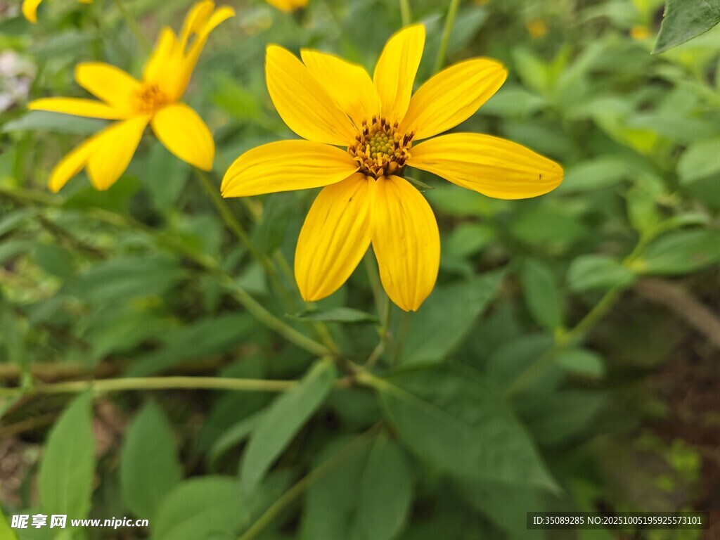 兩朵明艷黃色小花