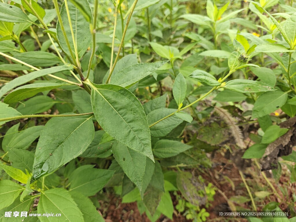 綠葉植物特寫