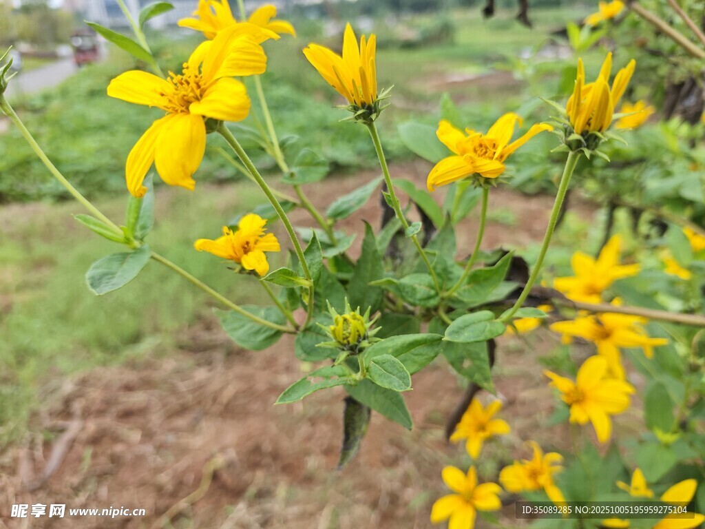 黃色小花綻放于綠植間