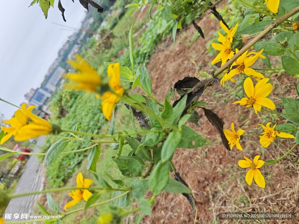 路邊綻放的黃色小花