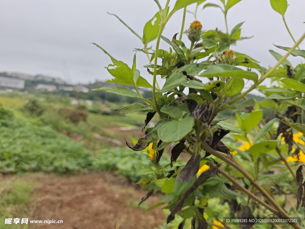 田野中的綠植與黃色小花