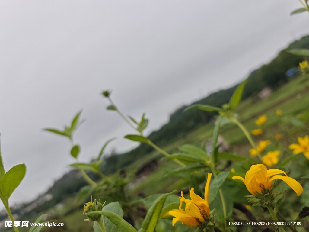 田野間綻放的黃色小花