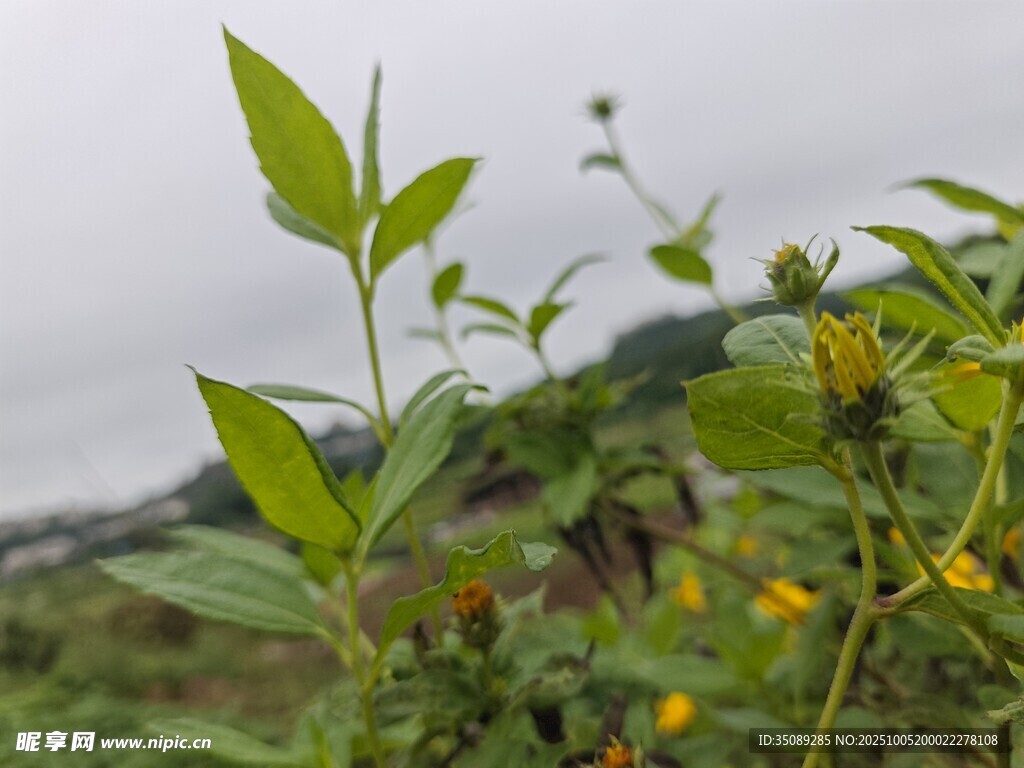 野外綠色植物與黃色小花