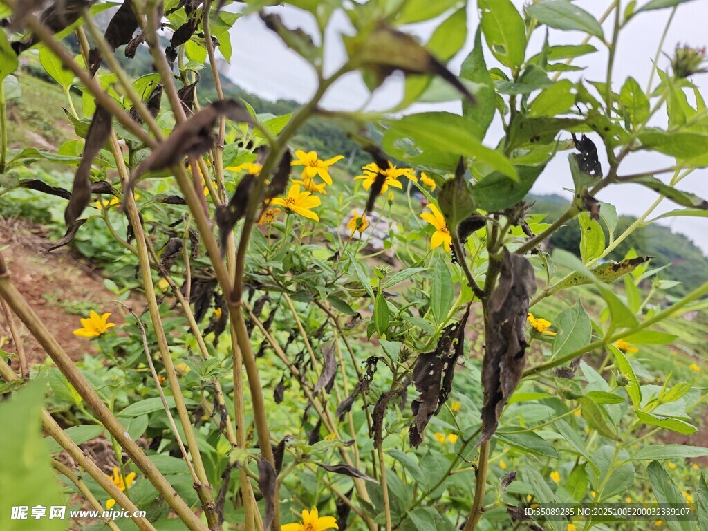山間黃花與藤蔓植物景觀
