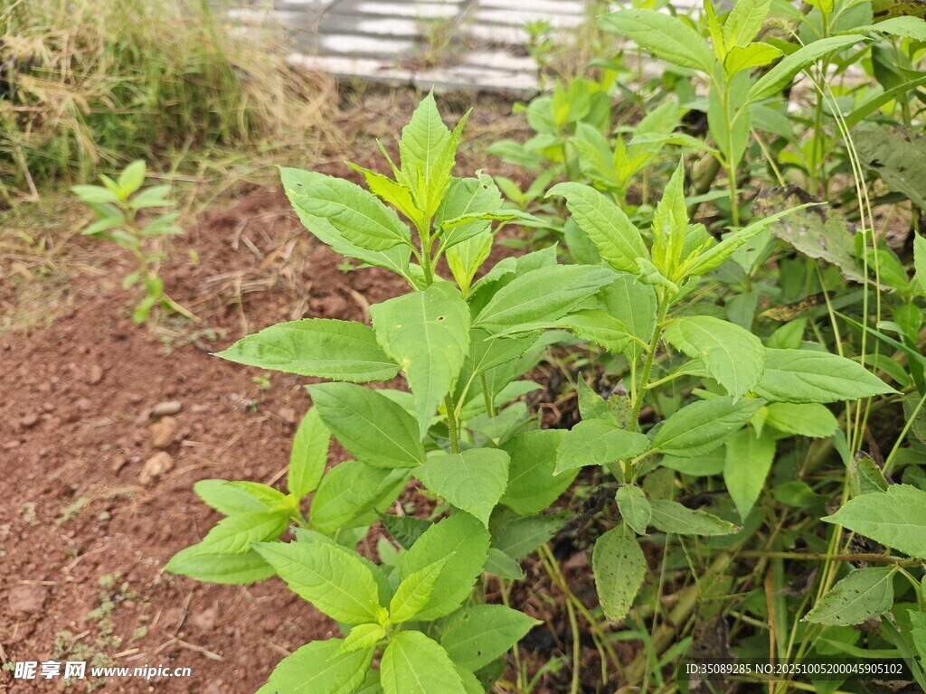 野外生長的綠色植物