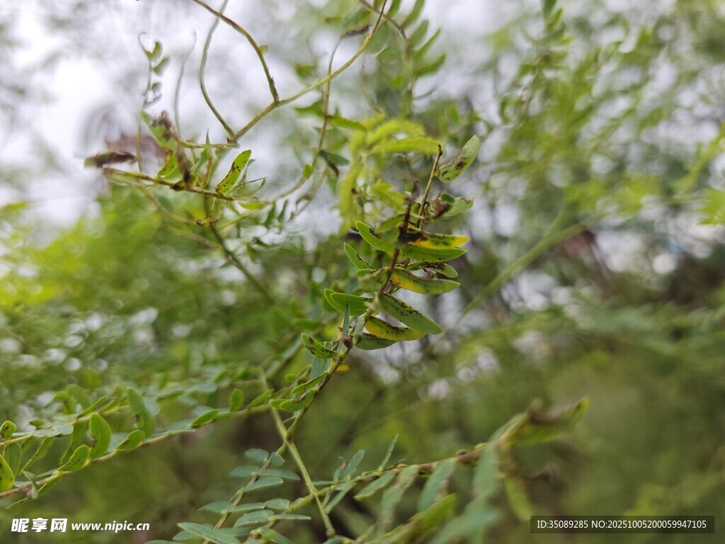翠綠枝葉間的生機(jī)景象