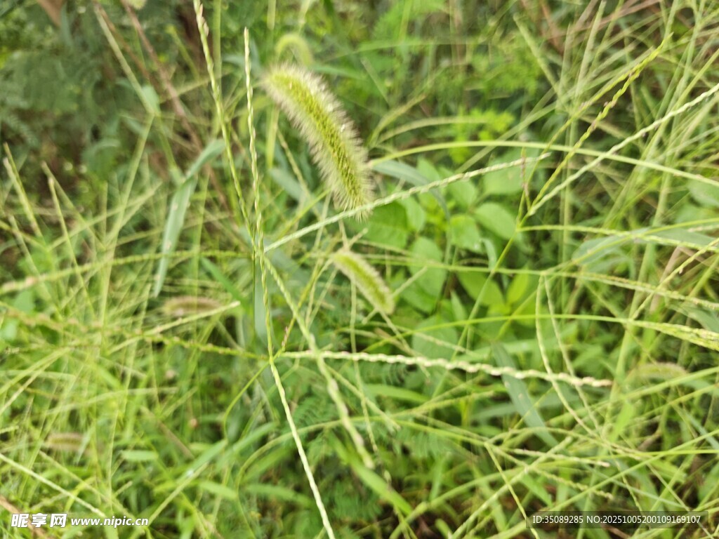 田野中的綠色狗尾草