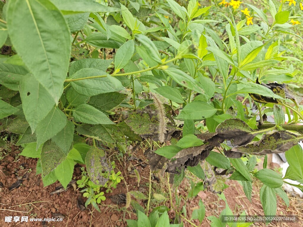 綠葉間的紫色茄子植株
