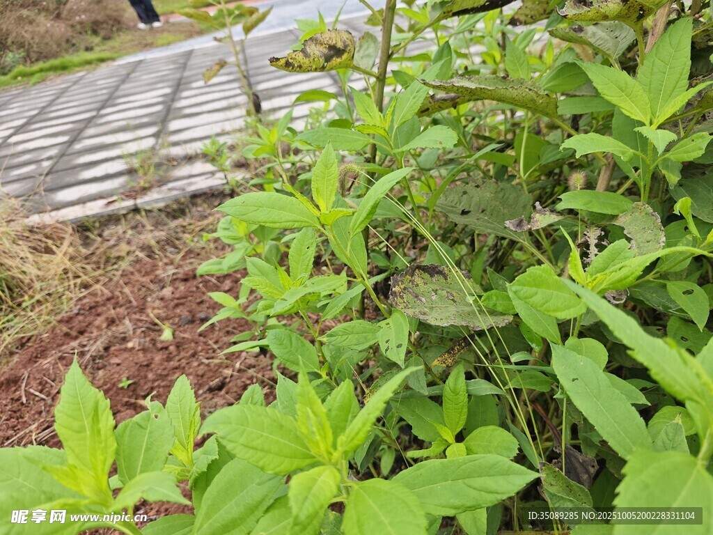 路邊翠綠繁茂的清新植物