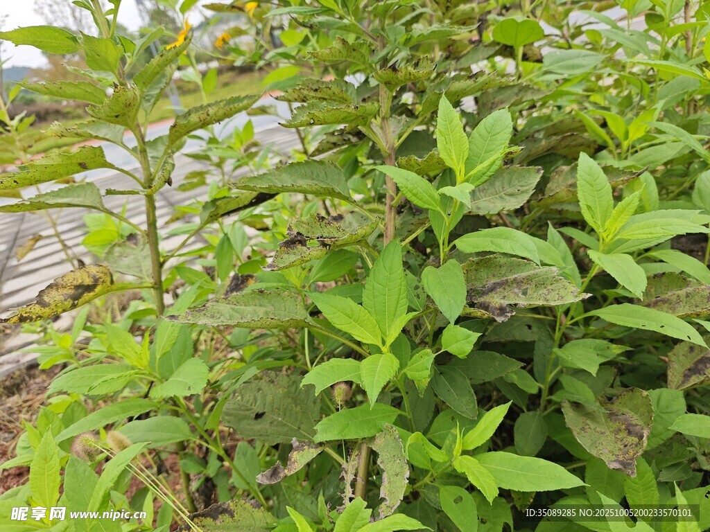綠葉繁茂的植物景觀