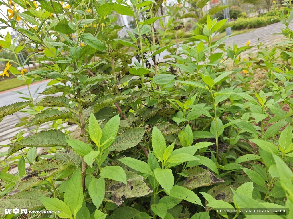 綠葉繁茂的清新植物景觀