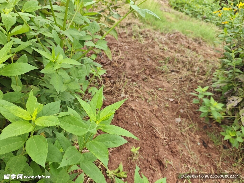 田園中的綠植與泥土