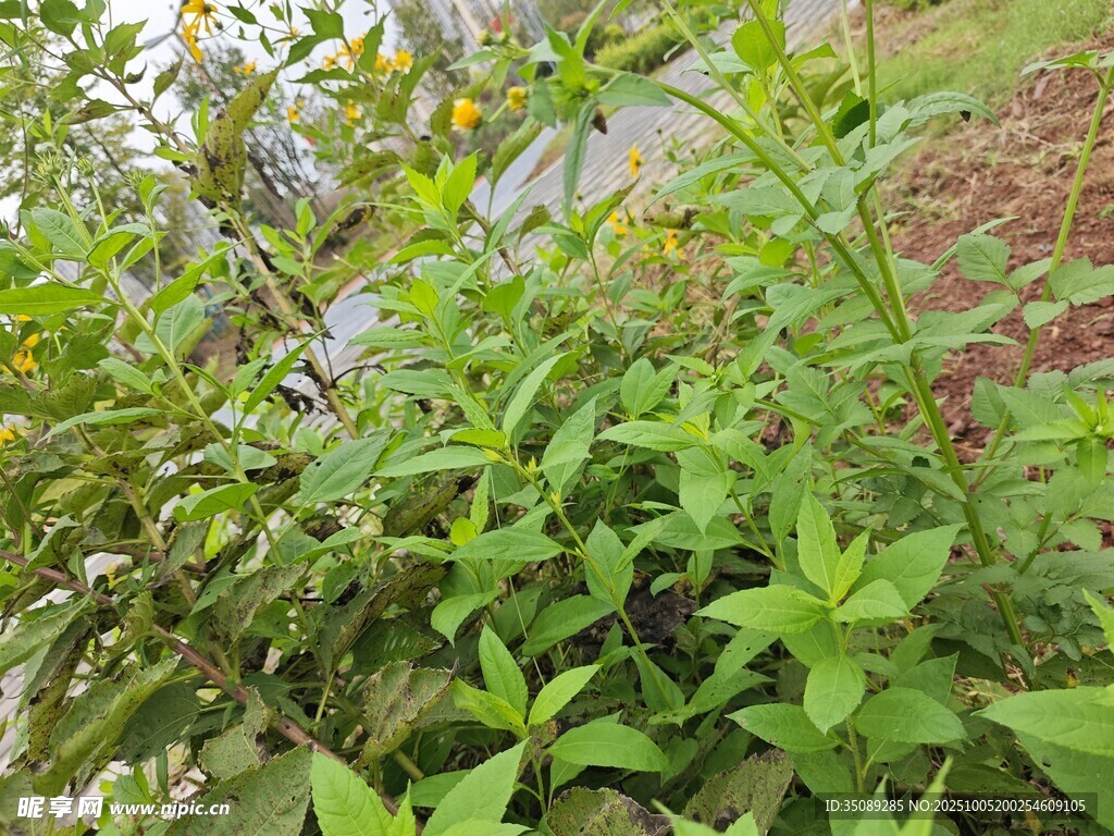 綠葉繁茂的清新植物景觀