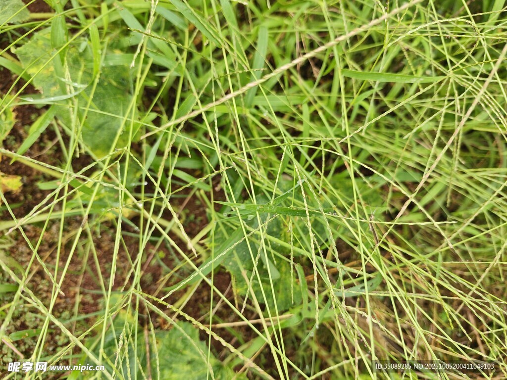 野外繁茂的綠色植物景觀