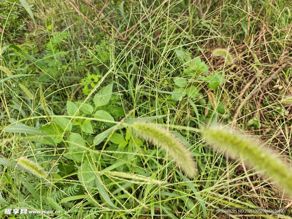 田野中的嫩綠植物