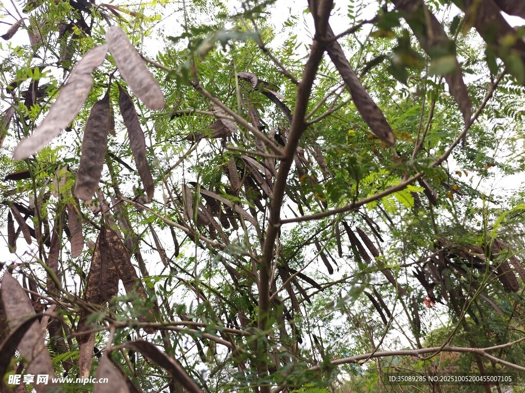 茂密樹林中的繁茂枝葉