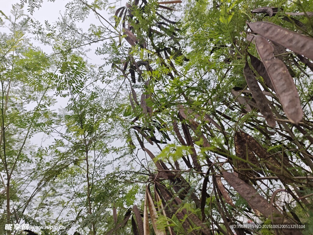 茂密竹林綠意盎然
