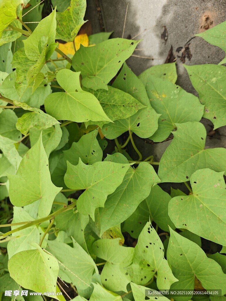 綠葉間的黃色小花