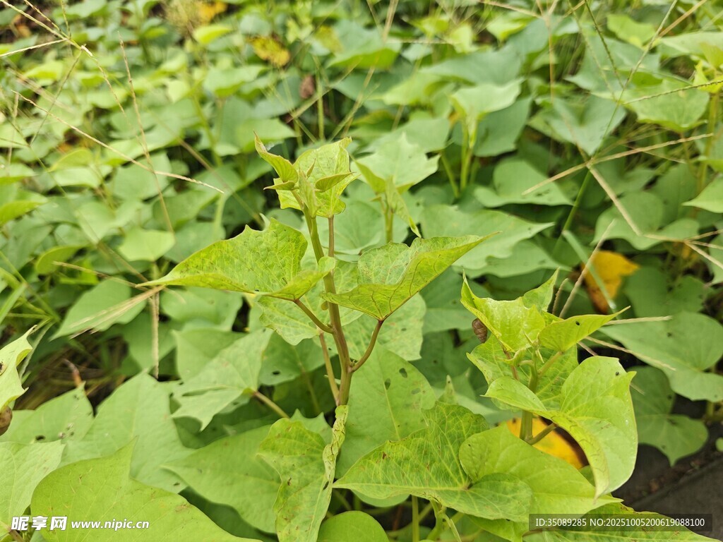 綠葉植物特寫(xiě)