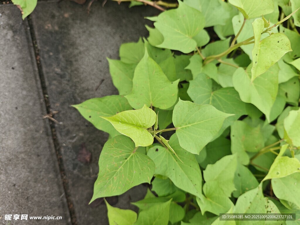 翠綠番薯葉生機(jī)盎然