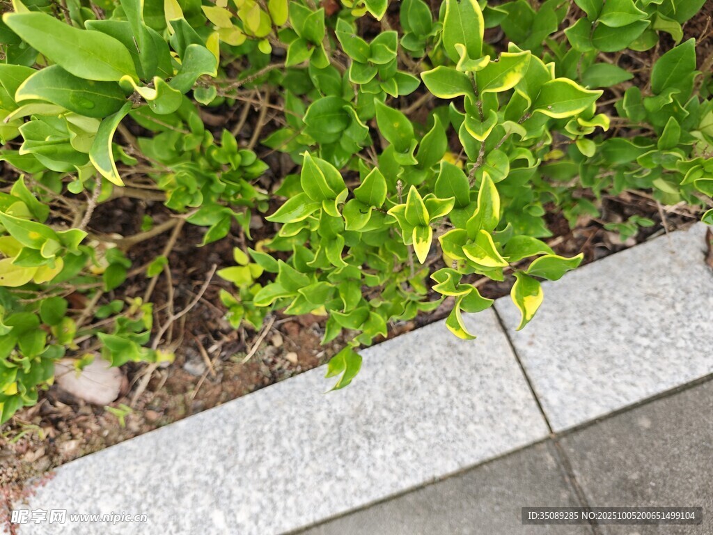 路邊翠綠植物與石板