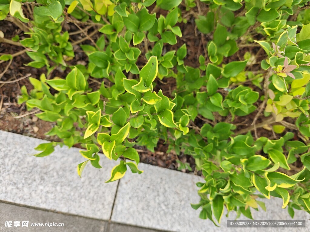 墻邊翠綠植物生機盎然