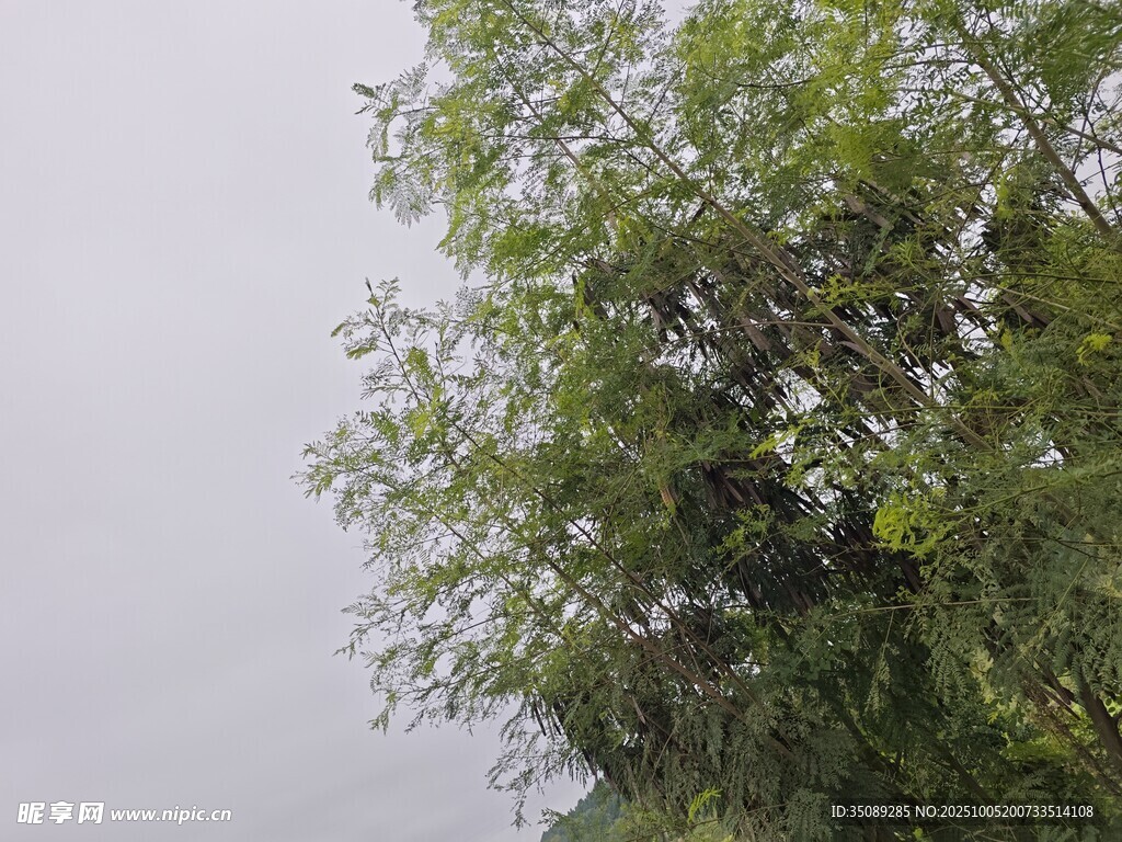 雨中蔥郁樹(shù)木