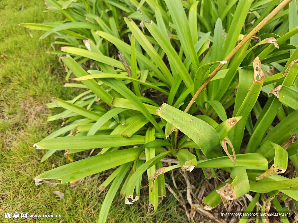 翠綠茂盛的蘭科植物