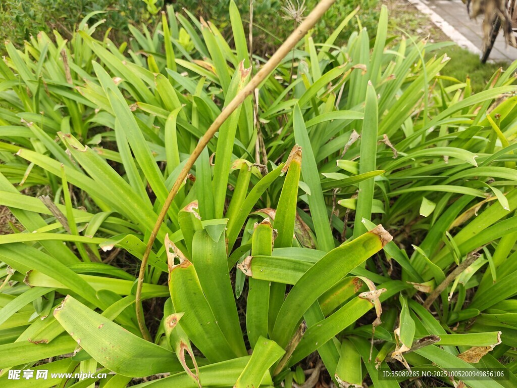 翠綠繁茂的叢生綠植