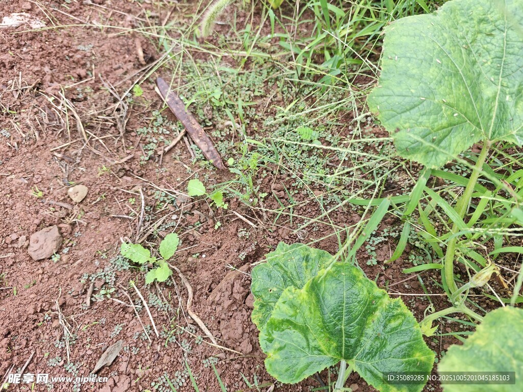 田間嫩綠瓜苗與雜草