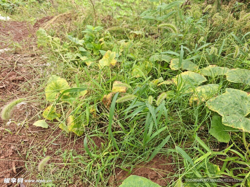 野外繁茂的綠色植物景觀