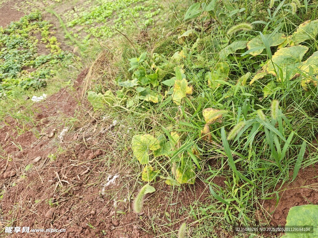田間嫩綠植物生機盎然